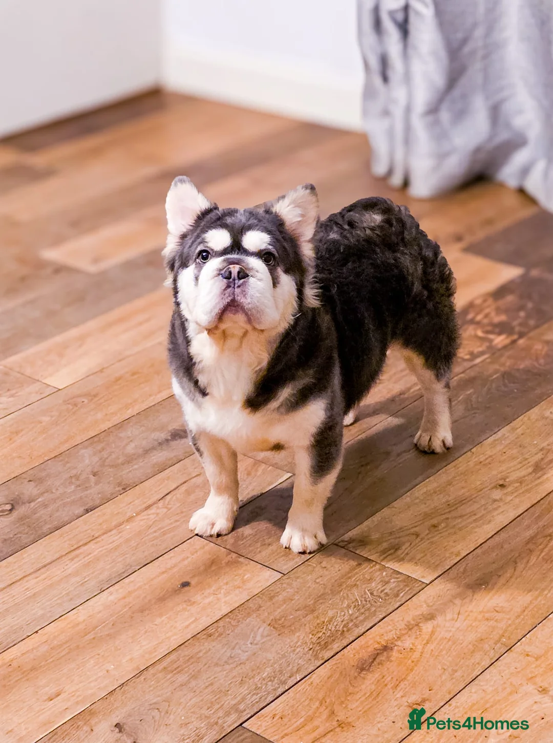 French Bulldog dogs for stud: 🔥 PLAYSTATION 🔥 in Chesterfield - Advert 1