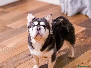 French Bulldog dogs 🔥 PLAYSTATION 🔥 in Chesterfield - Advert 1