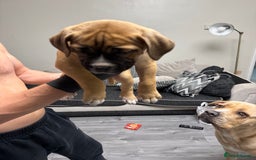 Mixed Breed dogs for sale: 7 beautiful puppies for sale - Image 2