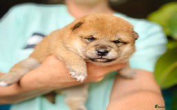 Japanese Shiba Inu dogs for sale: KC reg Japanese Shiba Inu puppies  - Image 15