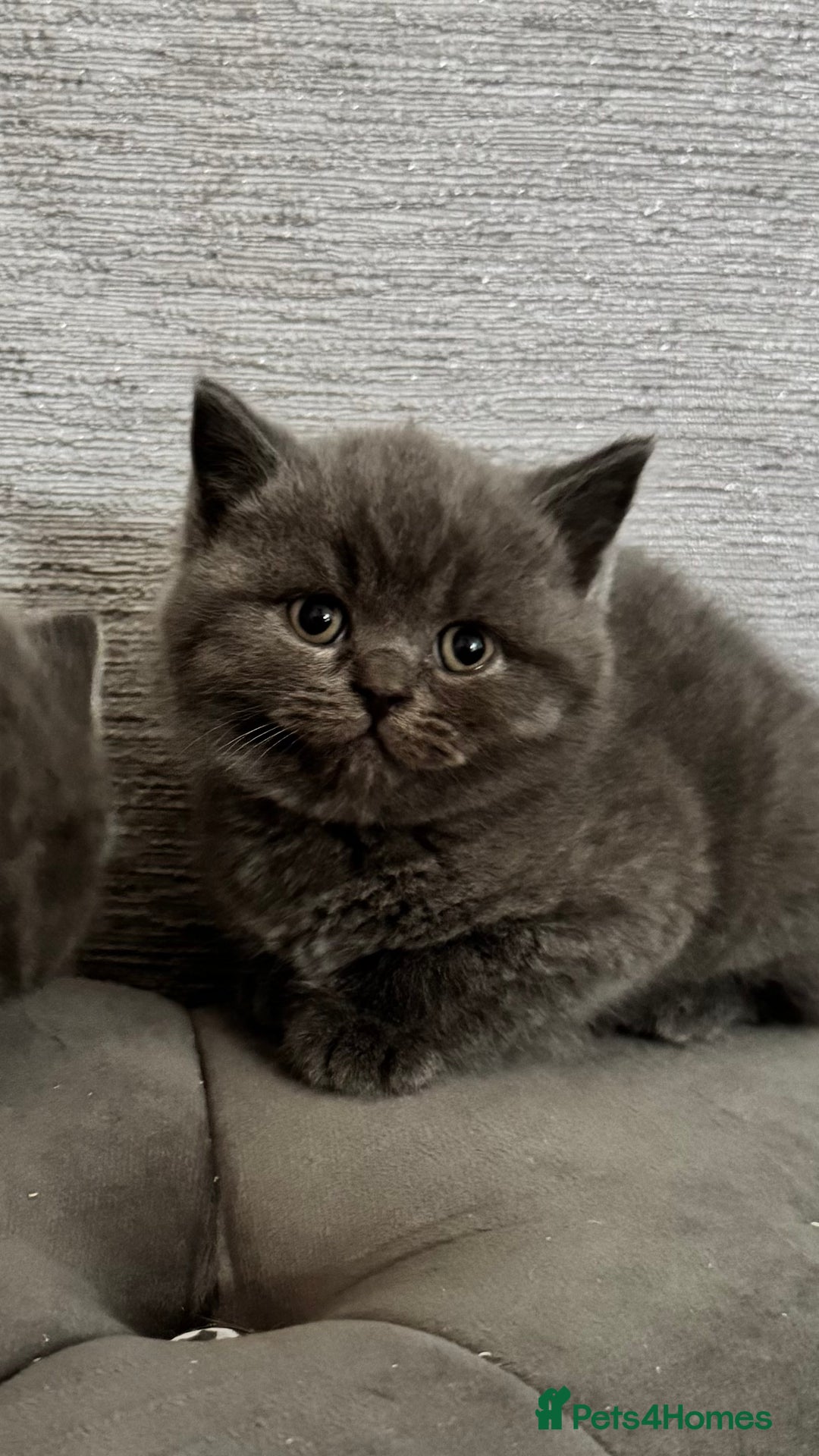 British Shorthair cats for sale: British Shorthair Kittens - Advert 2
