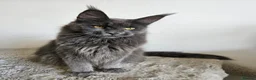Maine Coon cats for sale: 7 GORGEOUS MAINE COON BOYS - Advert 2