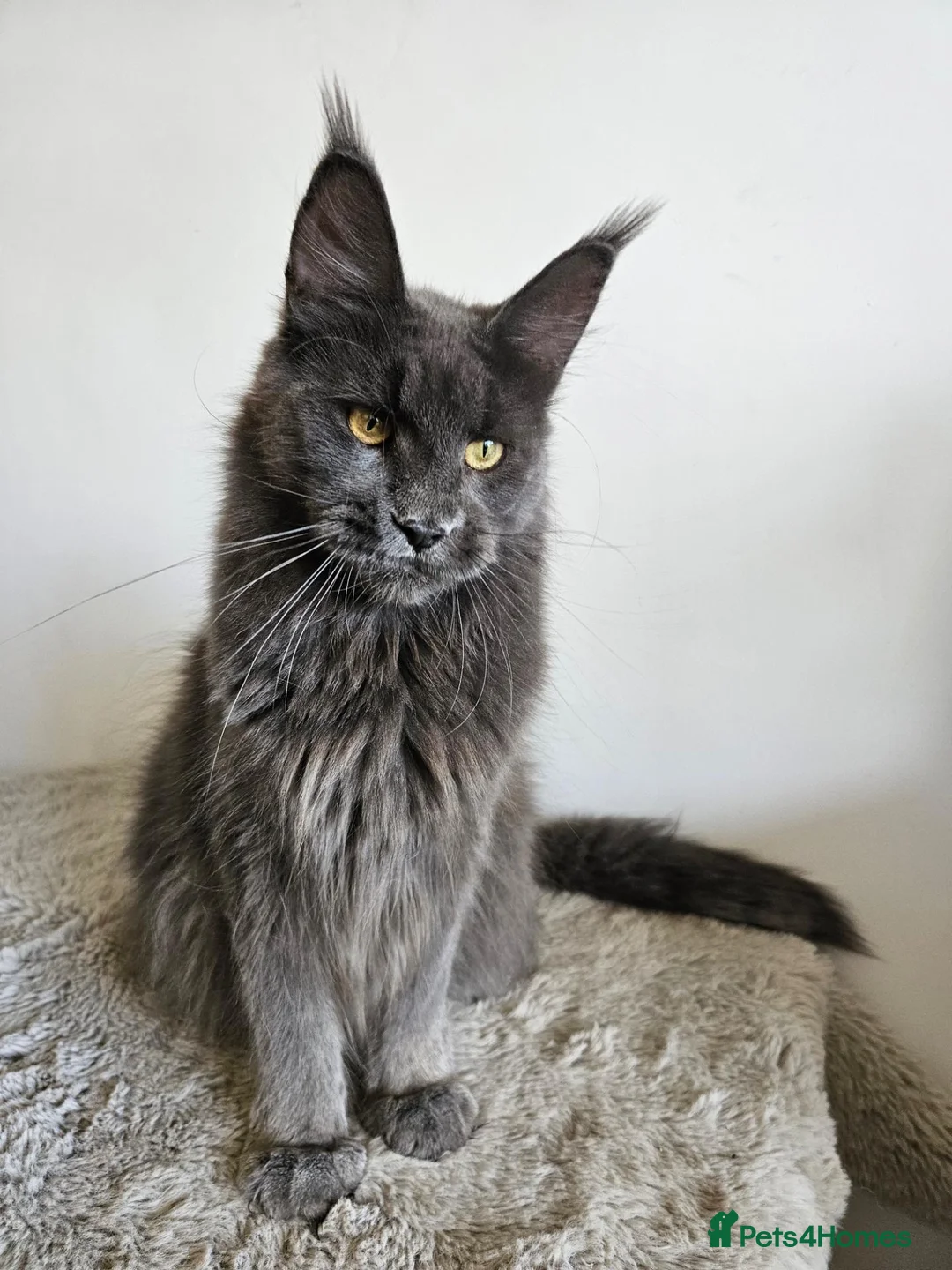 Maine Coon cats for sale: 7 GORGEOUS MAINE COON BOYS - Advert 2