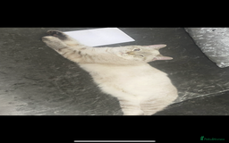 British Shorthair cats for sale: British short hair kittens  - Image 18