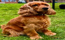 Cocker Spaniel dogs for adoption: Sunny: The Little Soul Who Escaped the Darkness - Image 5