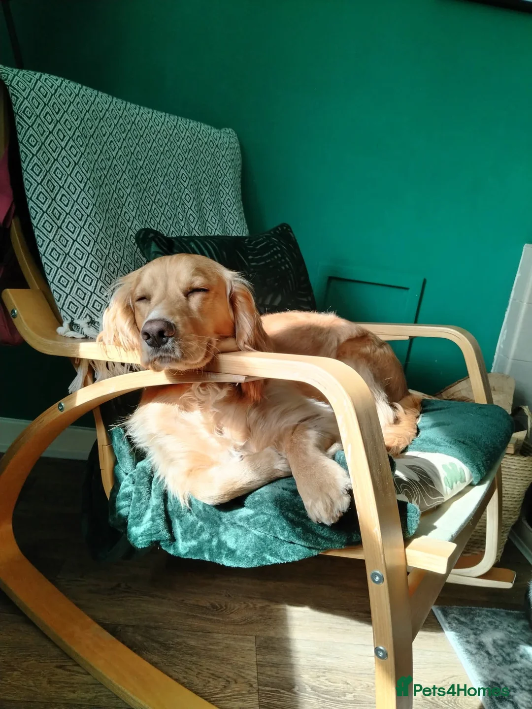 Cocker Spaniel dogs for stud: Health Tested KC Cocker Spaniel  - Advert 5