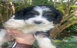 Cavapoo dogs for sale: Cottage Cavapoo Puppies  - Image 5