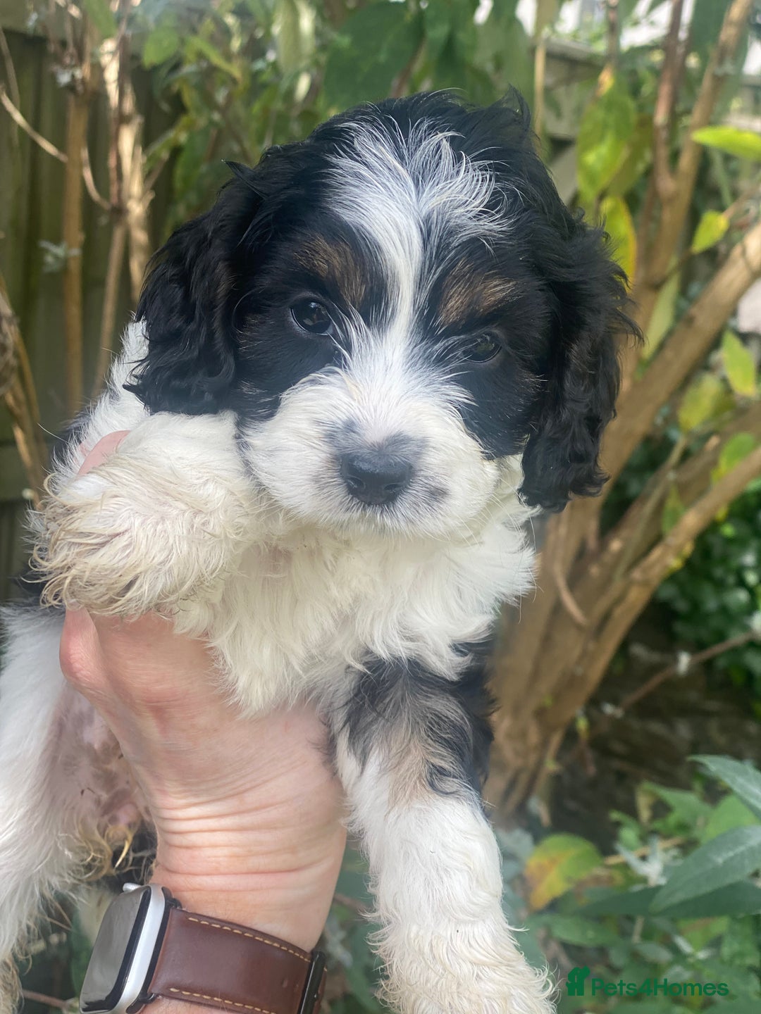 Cavapoo dogs for sale: Cottage Cavapoo Puppies  - Image 5