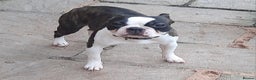 Boston Terrier dogs for stud: Brindle Male Stud in Middlesbrough - Advert 4