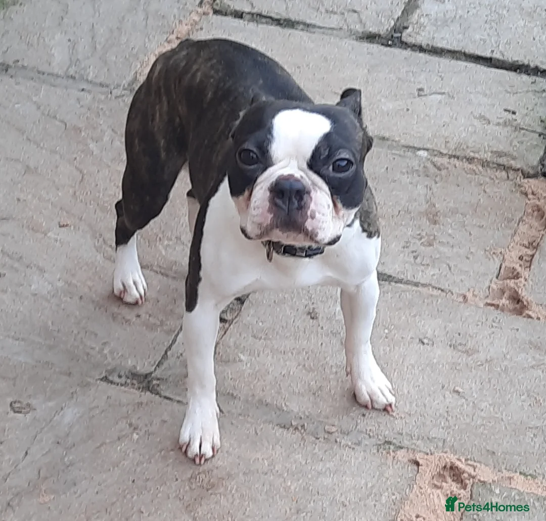 Boston Terrier dogs for stud: Brindle Male Stud in Middlesbrough - Advert 4