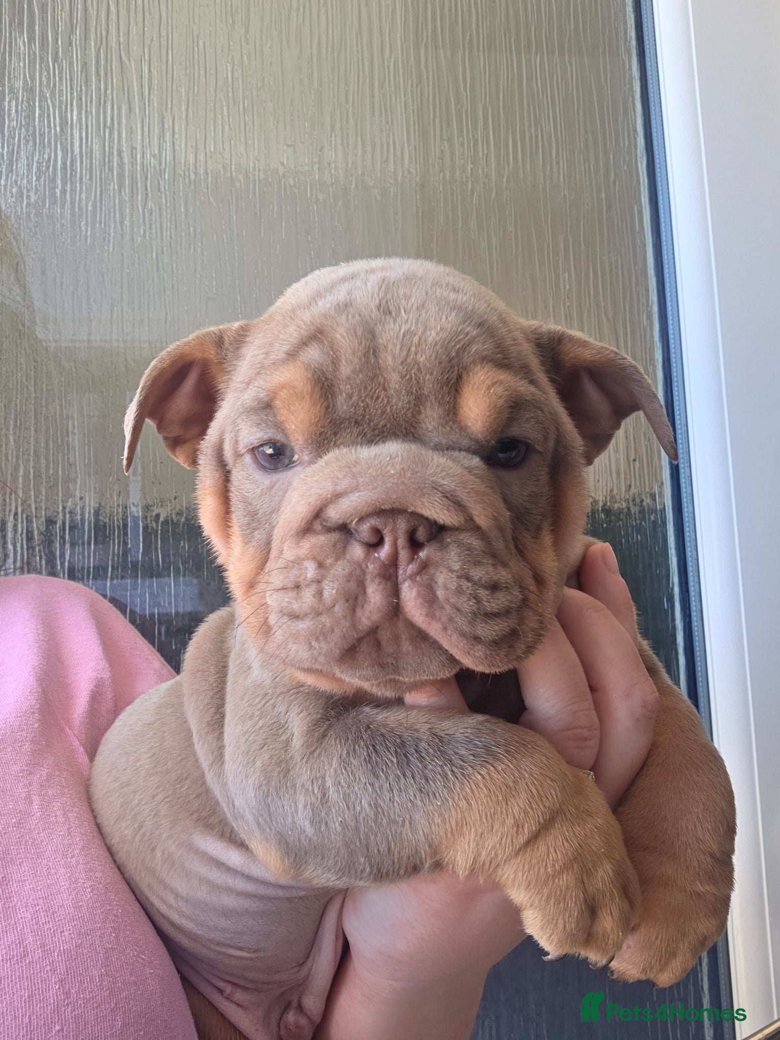 English Bulldog dogs british bulldog pups - Advert 6