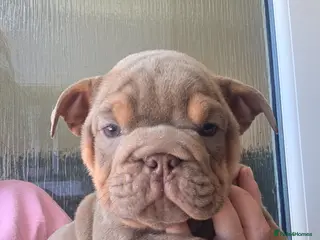 English Bulldog dogs british bulldog pups - Advert 6