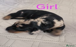 Dachshund dogs for sale: Miniature smooth hair dachshund  - Image 11