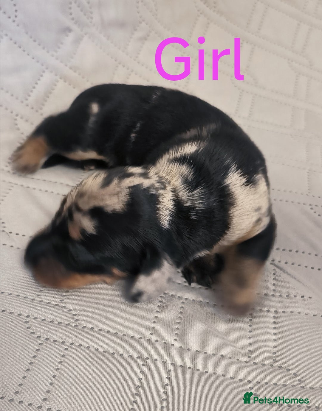 Dachshund dogs for sale: Miniature smooth hair dachshund  - Image 11