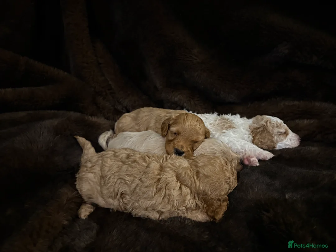 Cavapoo dogs for sale: Stunning F1B Cavapoo’s - Advert 3