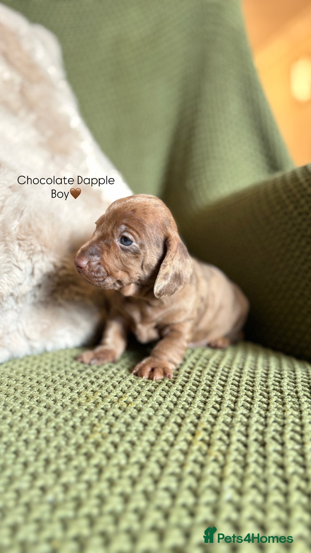 Miniature Dachshund dogs for sale: Smooth Haired Miniature Dachshunds - Advert 14