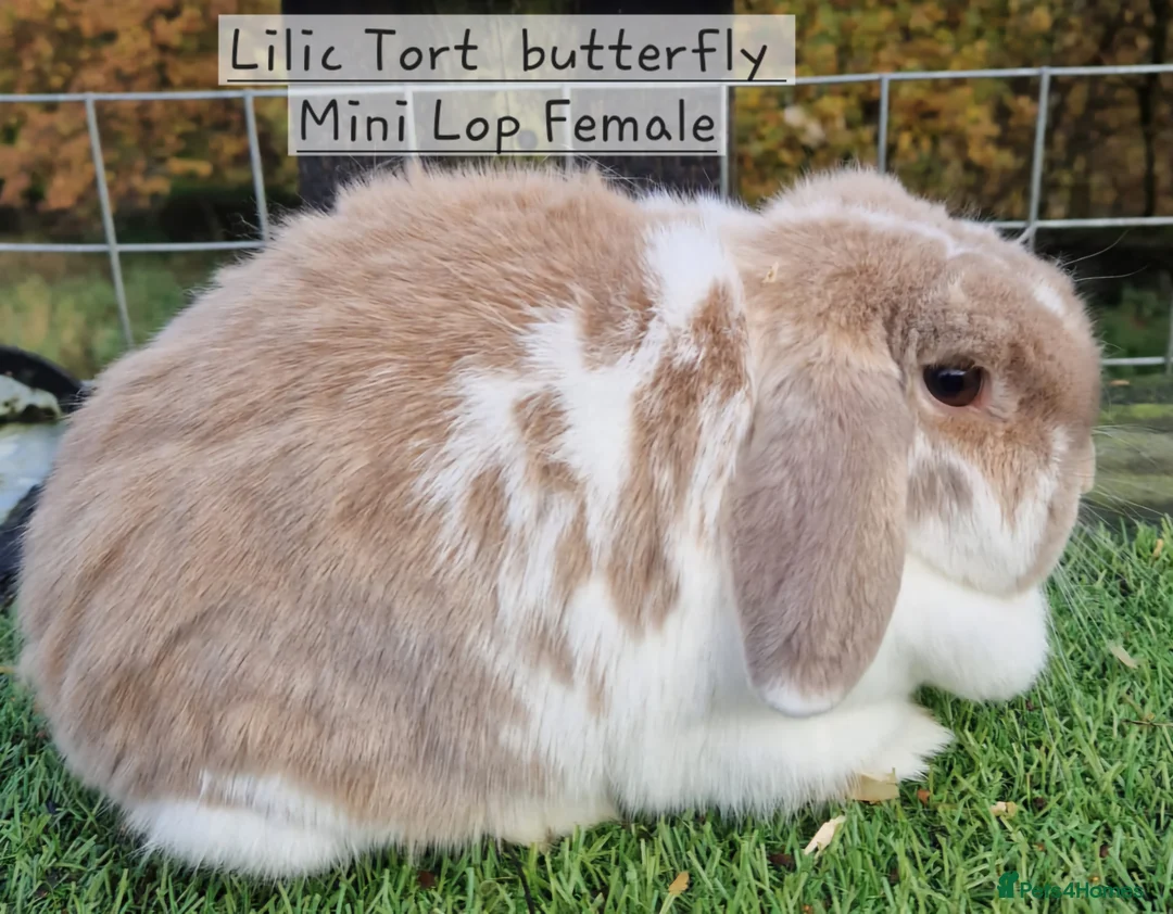 Mini Lop rabbits for sale: Various Mini Lops  - Advert 9