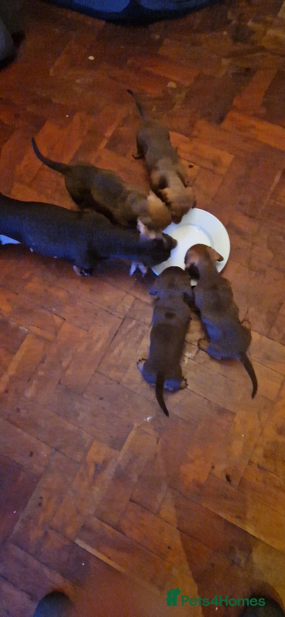 Miniature Dachshund dogs for sale: Miniature dachshund  - Advert 2