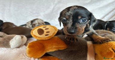 Dachshund dogs - Advert 2