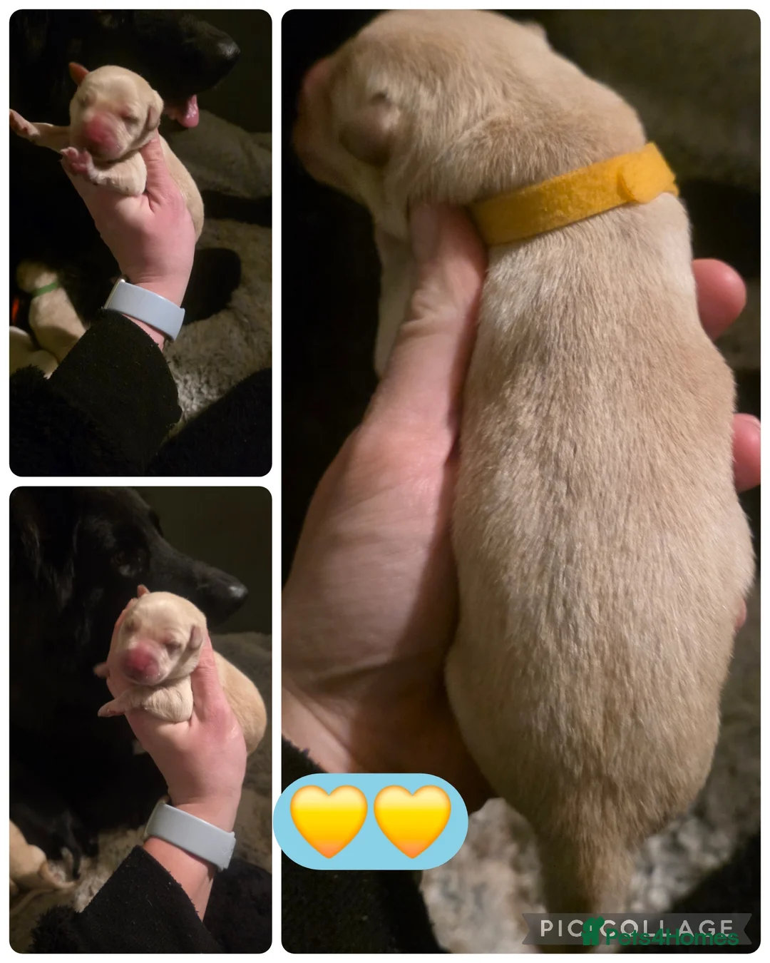 Mixed Breed dogs for sale: Shepador... German Shepherd x Labrador Puppies 🐶  - Advert 4