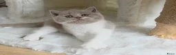 British Shorthair cats for sale: GCCF Active British shorthair  - Advert 4