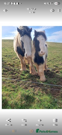 Irish Cob horses - Advert 1