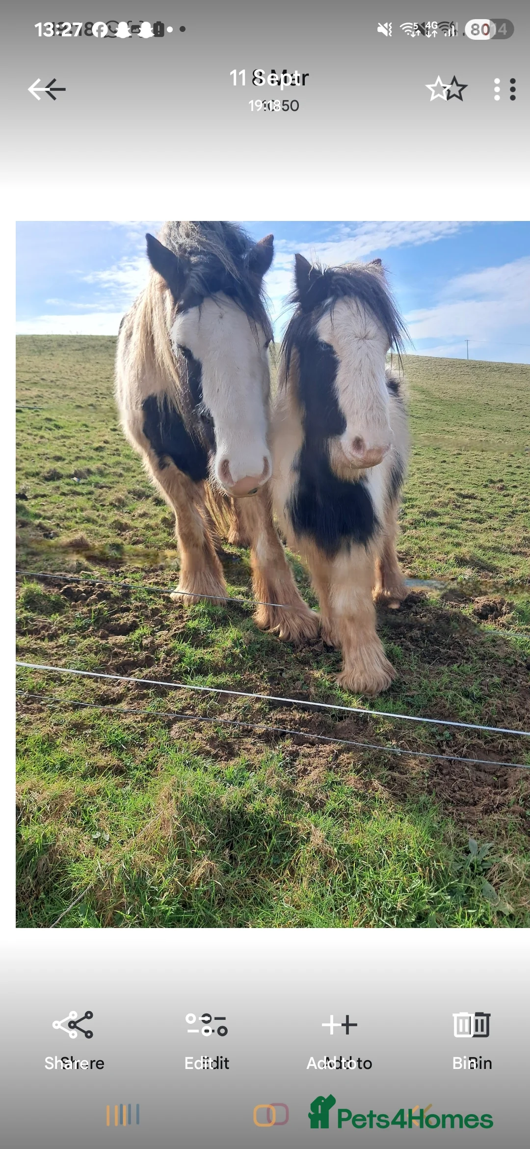 Irish Cob horses for sale: Looking for new home - Advert 1