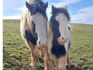 Irish Cob horses Looking for new home - Advert 1