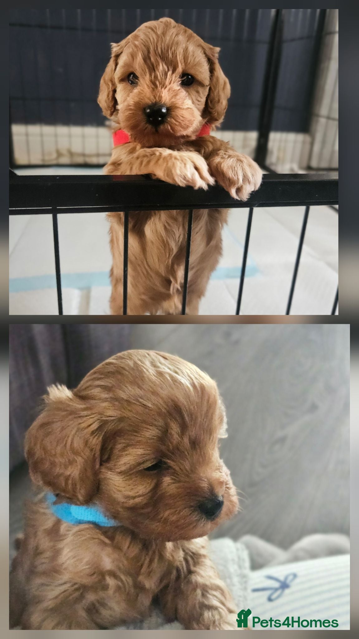 Cavapoo dogs Gorgeous F1b cavapoo's  - Advert 8