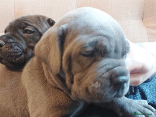 Cane Corso dogs Cane Corso - Advert 8