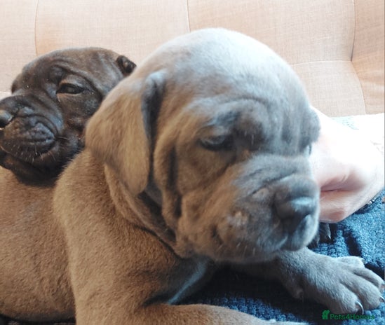 Cane Corso dogs - Advert 1