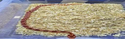 Corn Snake reptiles for sale: Corn snake  in Leicester - Advert 15