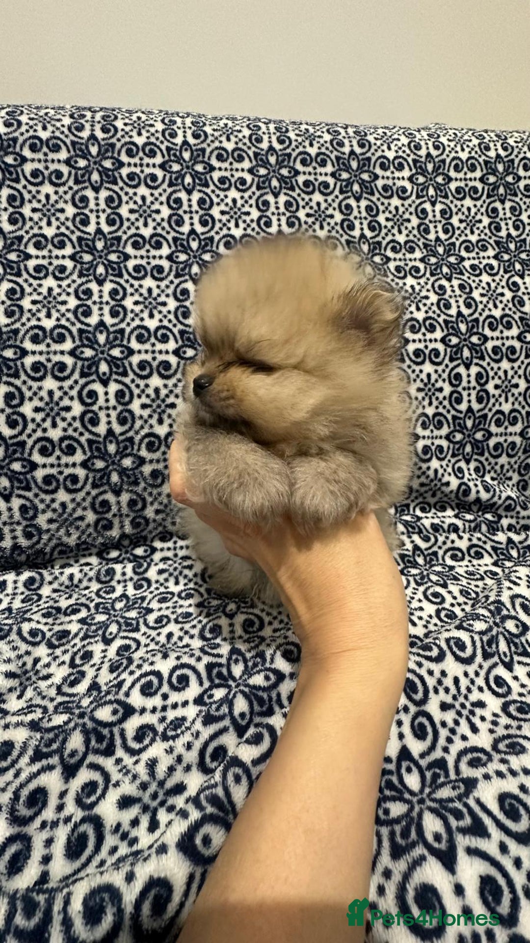Pomeranian dogs for sale: Stunning littler of KC Pom puppies - Advert 8