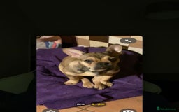 French Bulldog dogs for sale: Male and Female Frenchie for sale - Image 3