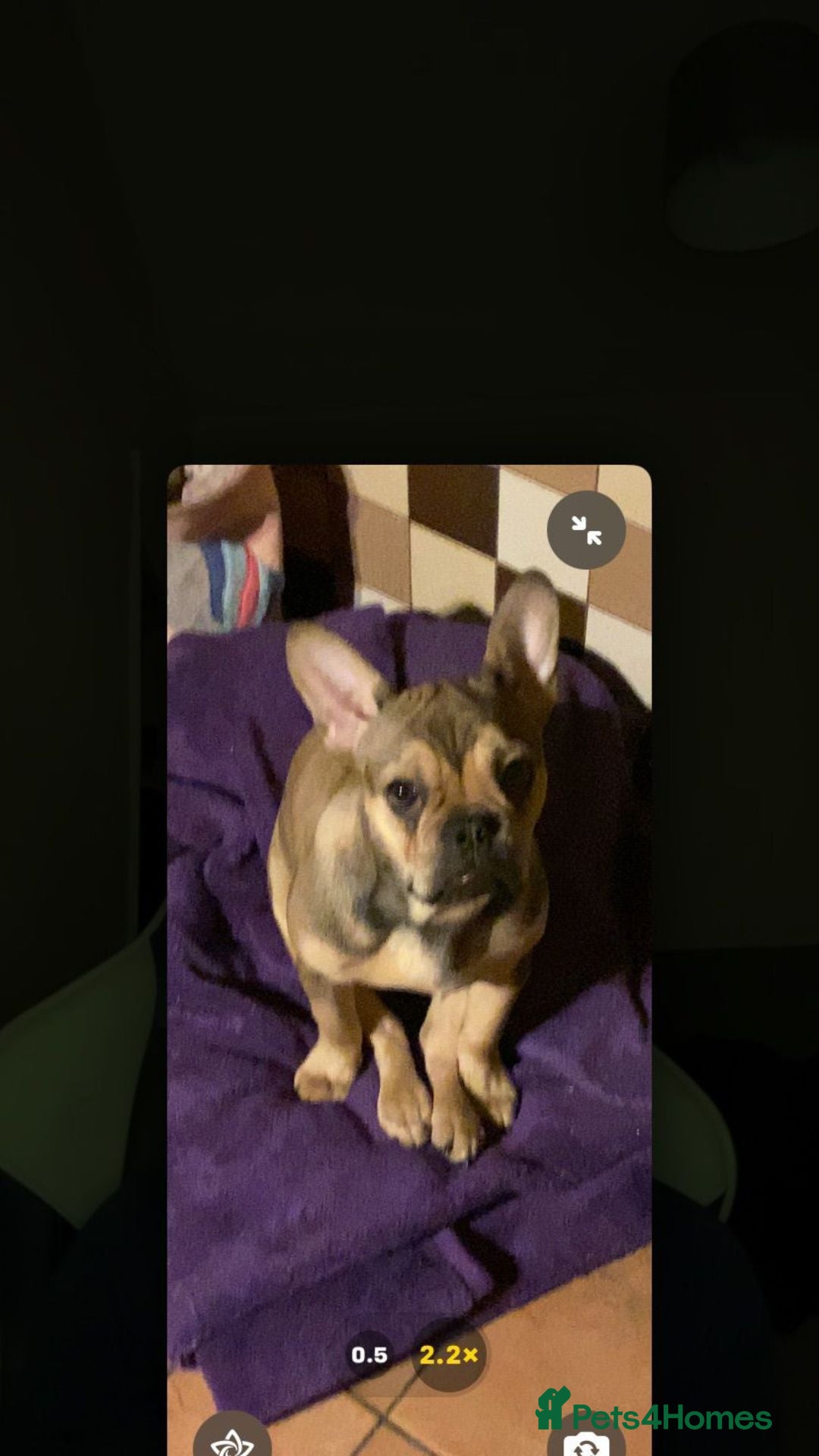French Bulldog dogs for sale: Male and Female Frenchie for sale - Image 3