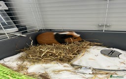 Guinea Pig rodents for sale: Cookie  - Image 1