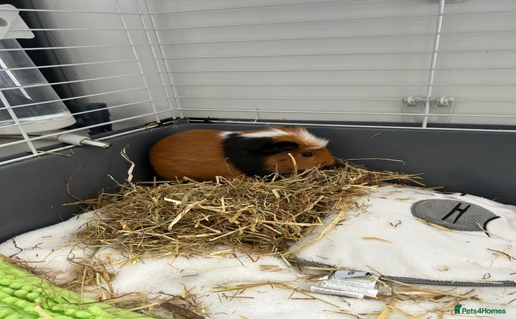 Guinea Pig rodents - Advert 7