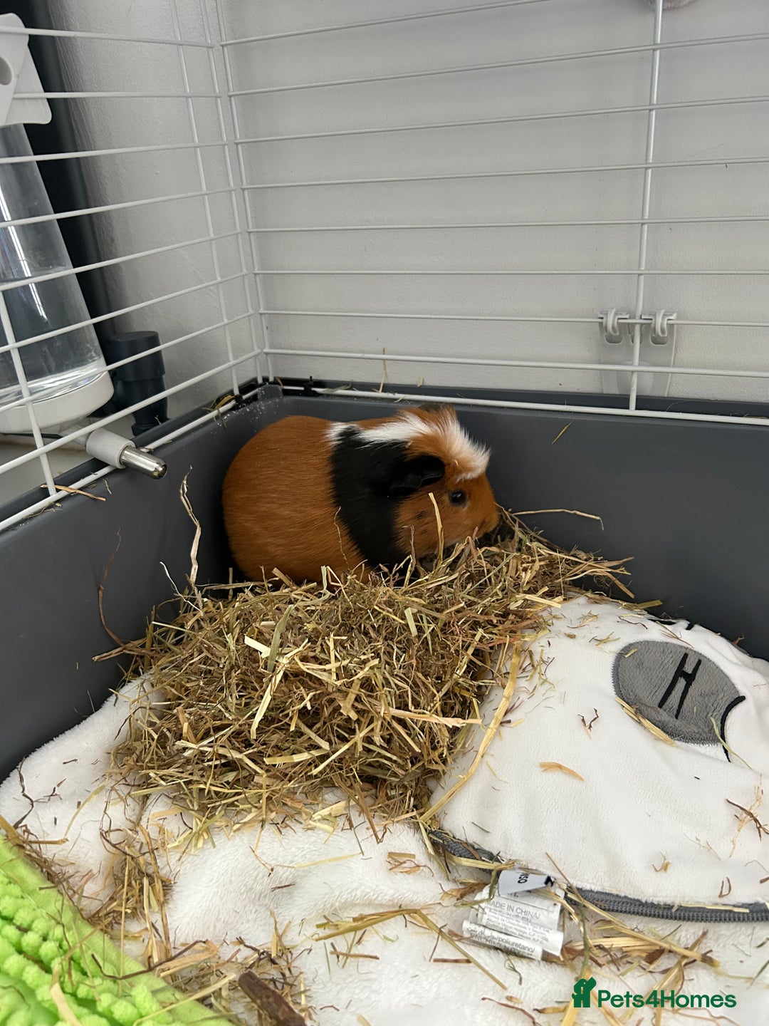 Guinea Pig rodents for sale: Cookie  - Image 1