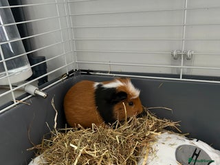 Guinea Pig rodents - Advert 25