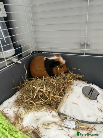 Guinea Pig rodents - Advert 1