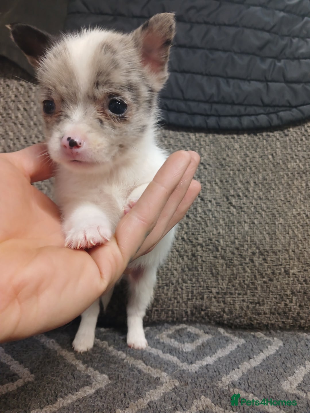 Mixed Breed dogs for sale: Pomeranian cross puppies ready now - Image 17