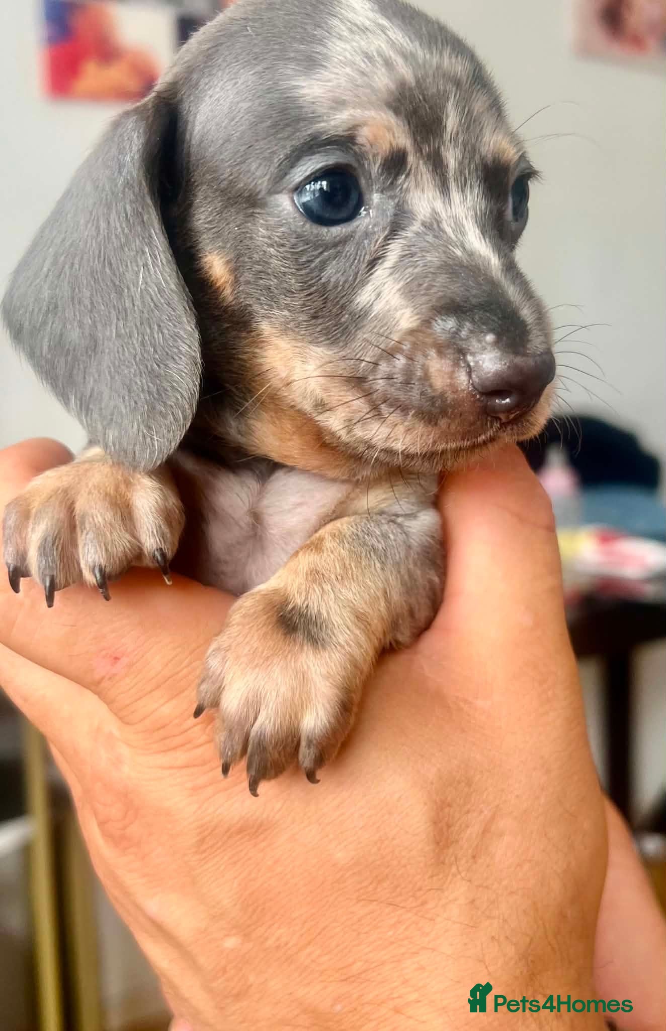 Dachshund dogs Puppy  - Advert 1