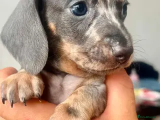 Dachshund dogs Puppy - Advert 1