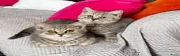 British Shorthair cats for sale: Last girl British shorthair kitten blue spotted  - Advert 15