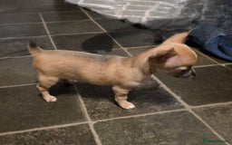 Chihuahua dogs for sale: Chihauhau puppies ready early November - Image 10