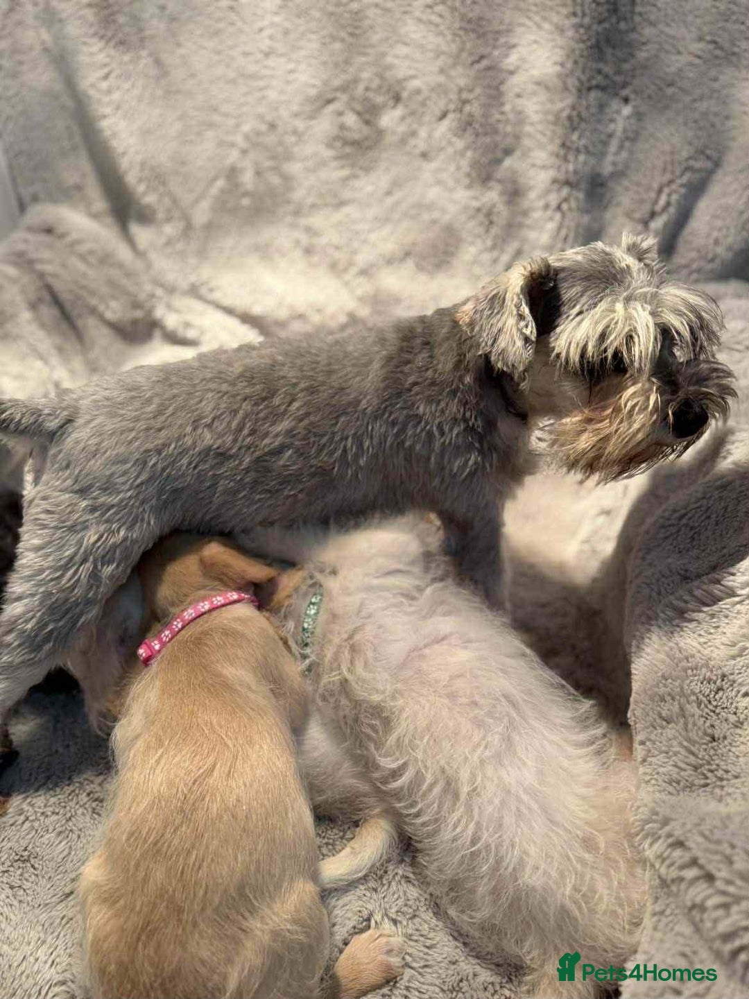 Mixed Breed dogs for sale: Miniature Schnoodle puppies - Advert 2