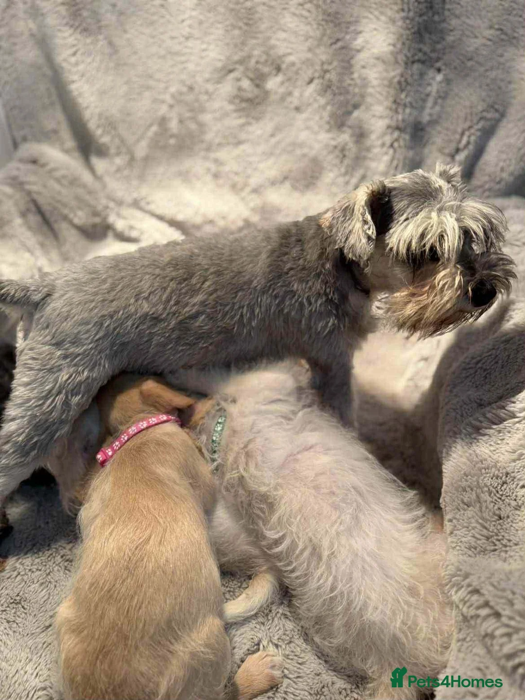 Mixed Breed dogs for sale: Miniature Schnoodle puppies - Advert 2