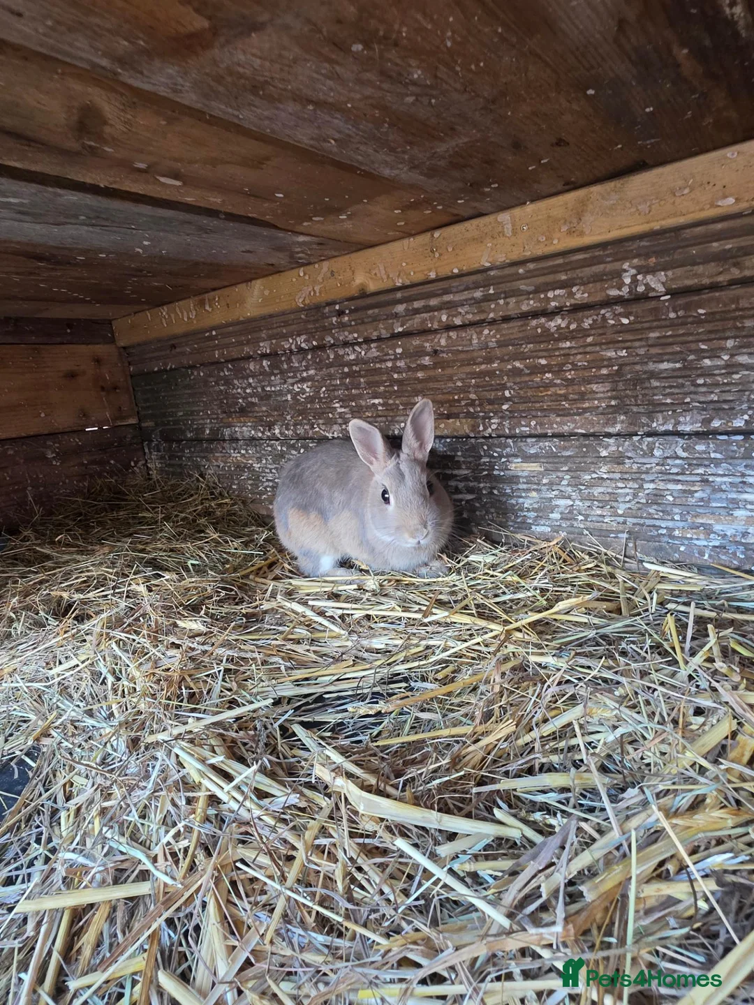 Mixed Breed rabbits for sale: Bunnies in Boldon Colliery - Advert 2