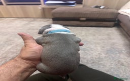 Whippet dogs for sale: Rare colours full pedigree KC Reg whippet pups  - Image 21