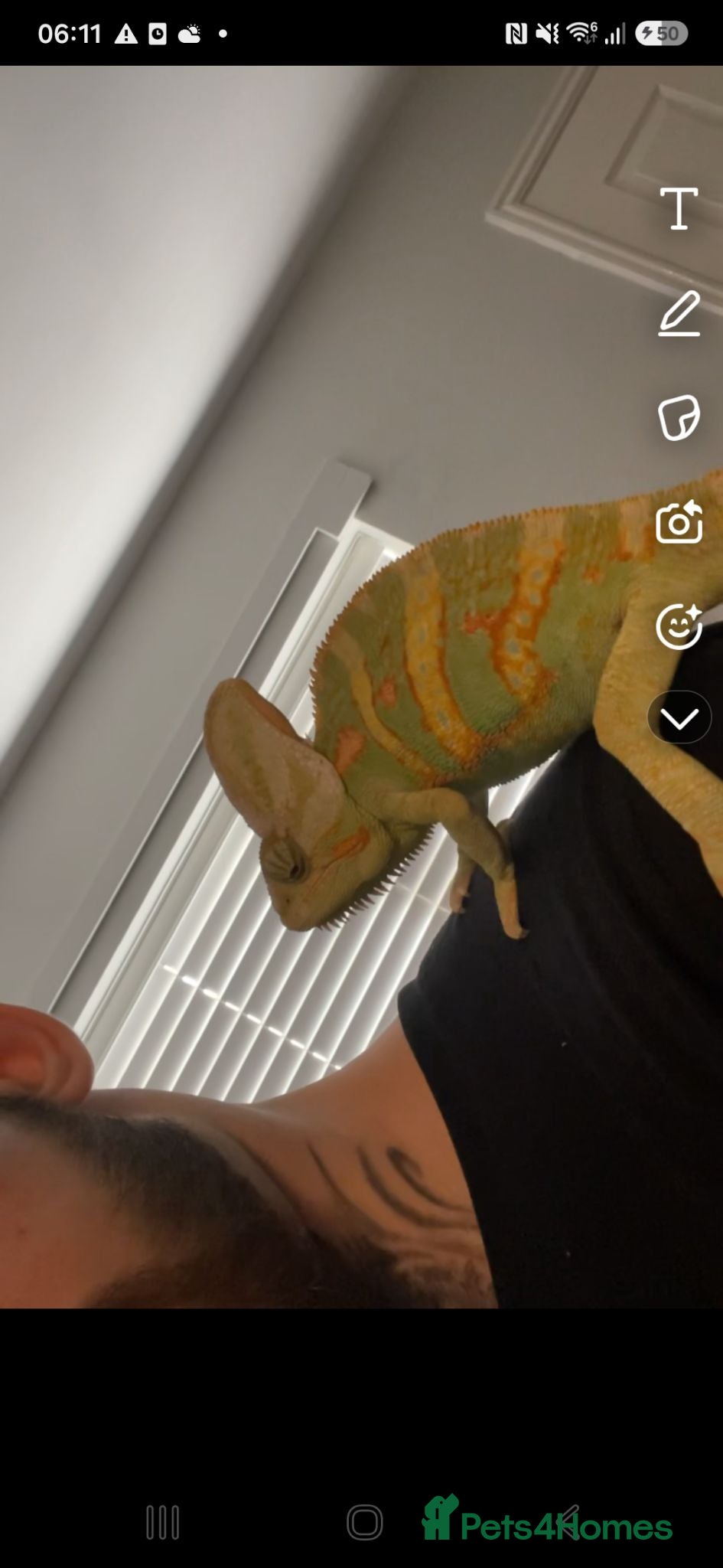 Chameleon reptiles Yemen chamelon  - Advert 3